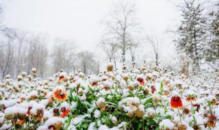 沈阳雪下到什么时候